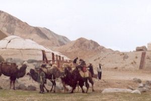 Die Dromedare und Jurten auf gut 3.500 m Höhe im Pamir Gebirge sind als Touristenattraktion gedacht. Doch ein Ritt bei eisigem Wind und eine Übernachtung ohne Heizung und fließendes Wasser setzen dem touristischen Spaß enge Grenzen.